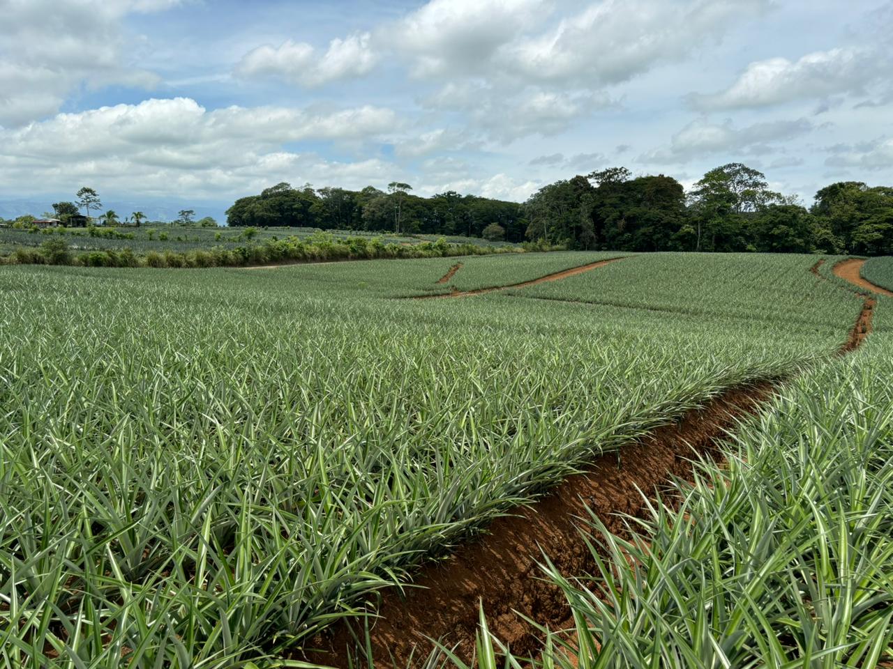 Pineapple field 